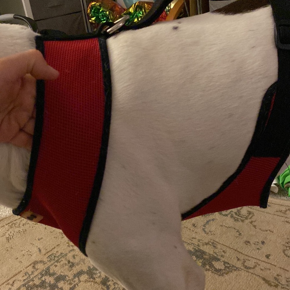 Dogs harnes - Picture 4 of 10